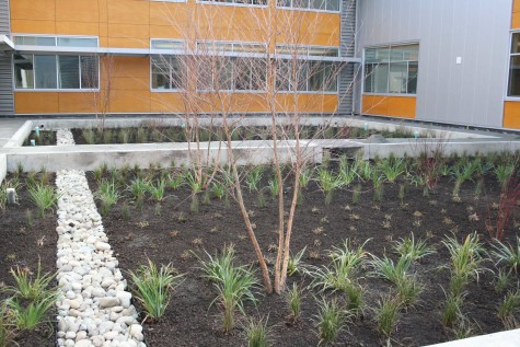 It’s actually a rain garden