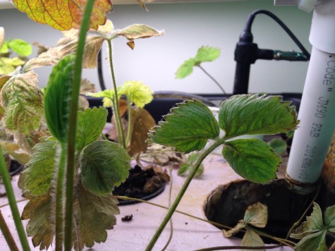 Growing Greens